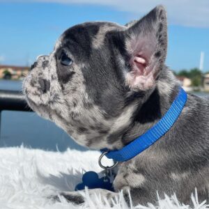 french bulldog rescue