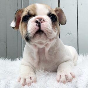 akc french bulldog puppies for sale