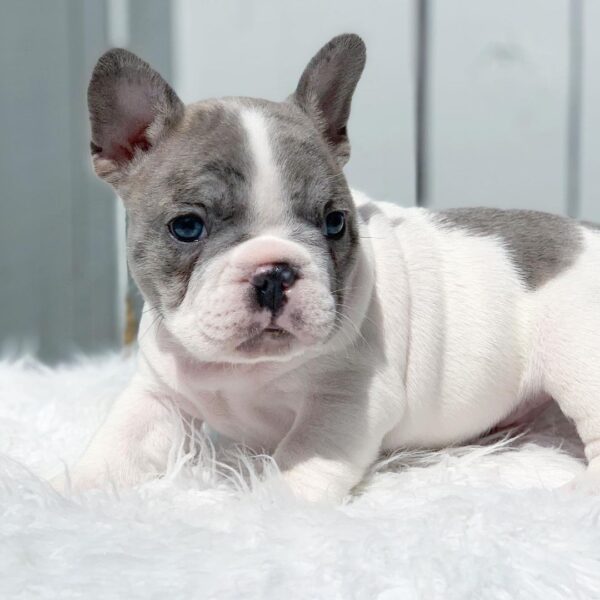 french bulldogs for sale in florida