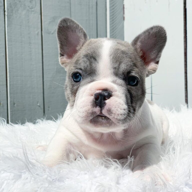 french bulldogs for sale in florida/french bulldogs for sale indiana