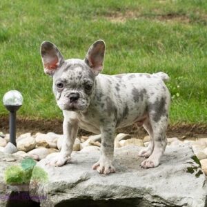 fluffy frenchie puppies for sale/merle frenchie puppies for sale