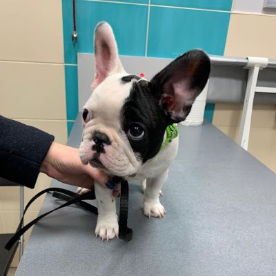 french bulldogs for sale