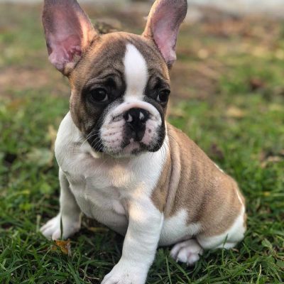 french bulldogs for sale