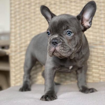 French Bulldogs for sale/Frenchies for sale near me