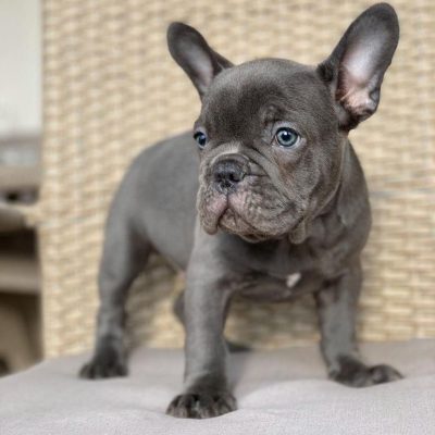 french bulldogs for sale