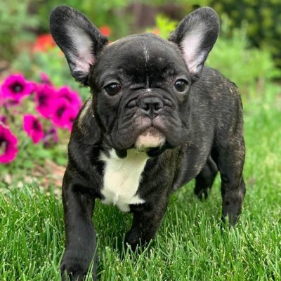 french bulldogs for sale