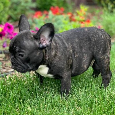 french bulldogs for sale