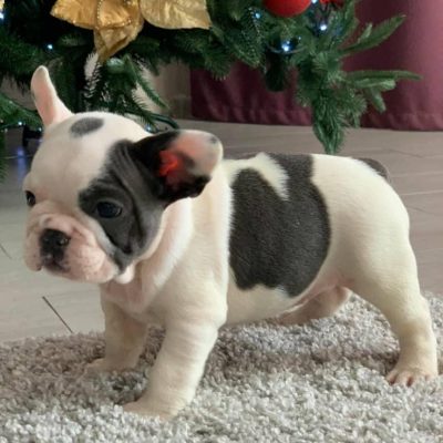 french bulldogs for sale