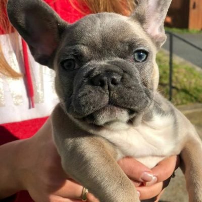 french bulldogs for sale