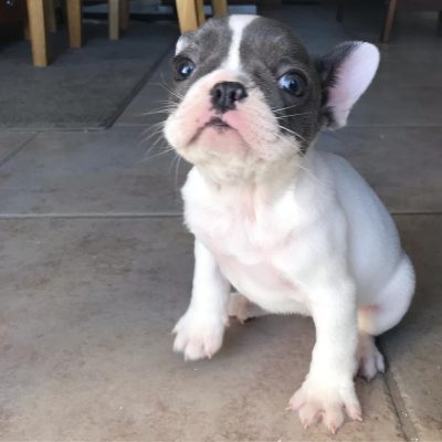 french bulldogs for sale