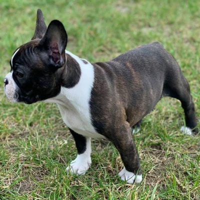 french bulldogs for sale