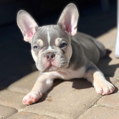 french bulldogs for sale