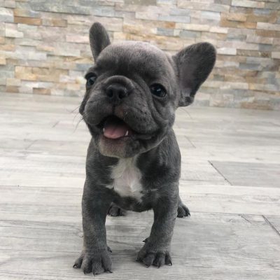 french bulldogs for sale