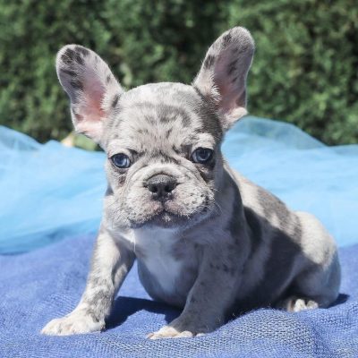 French Bulldogs for sale