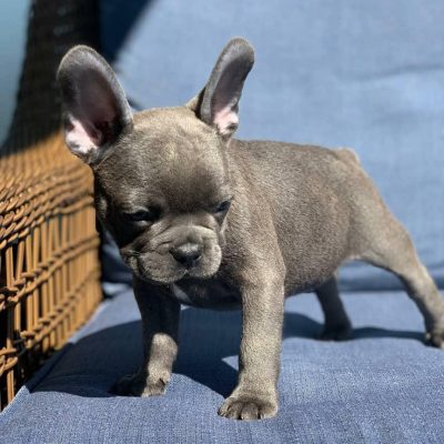 french bulldogs for sale