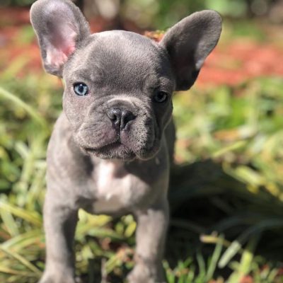 french bulldog puppies for sale under 1000