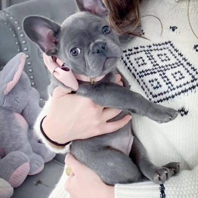 french bulldogs for sale