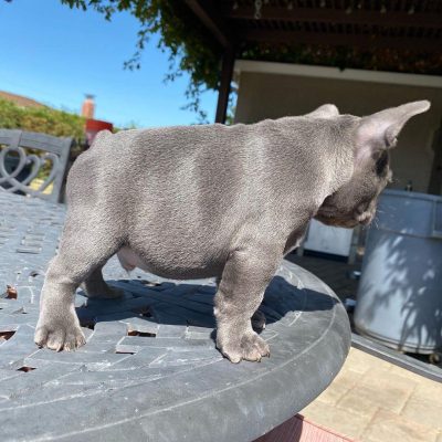 french bulldogs for sale