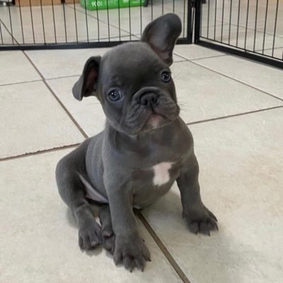 french bulldogs for sale