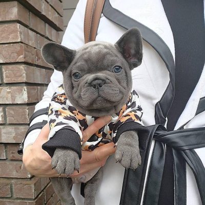 french bulldogs for sale