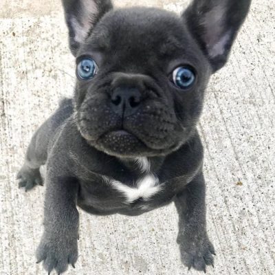 french bulldogs for sale