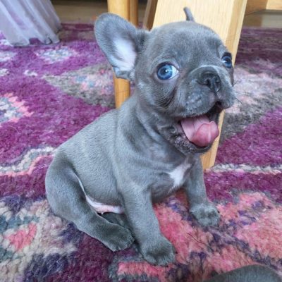 french bulldogs for sale