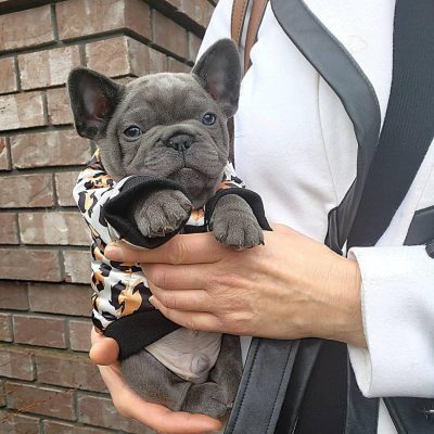 french bulldog puppies for sale in houston